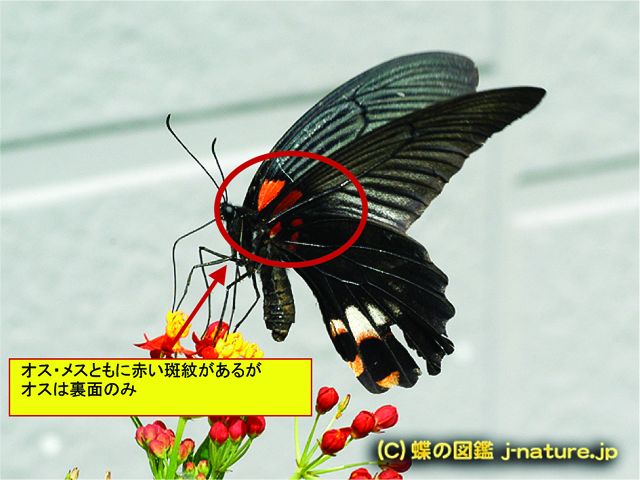 尾状突起がない。翅表面に模様や斑紋がない。