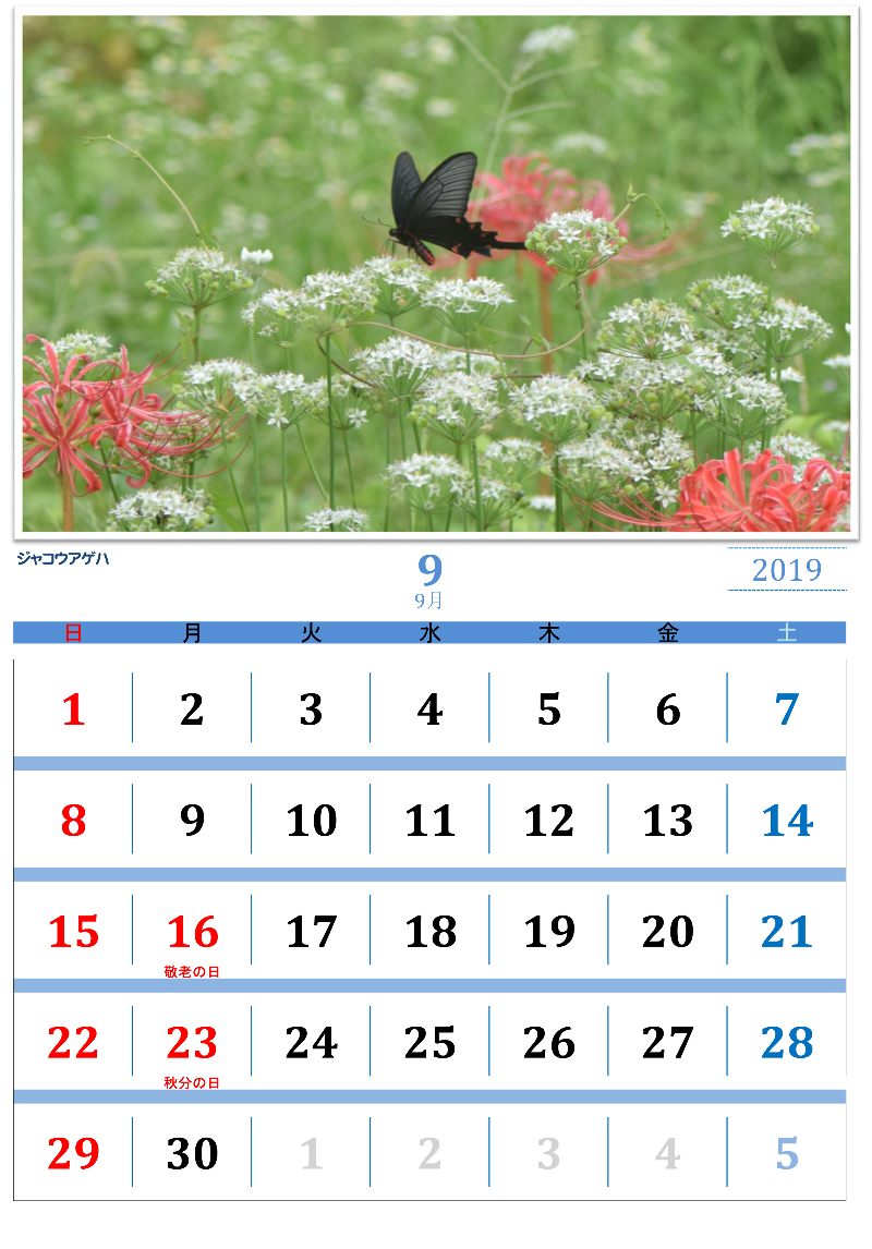 蝶の図鑑 オリジナルカレンダー 19年9月