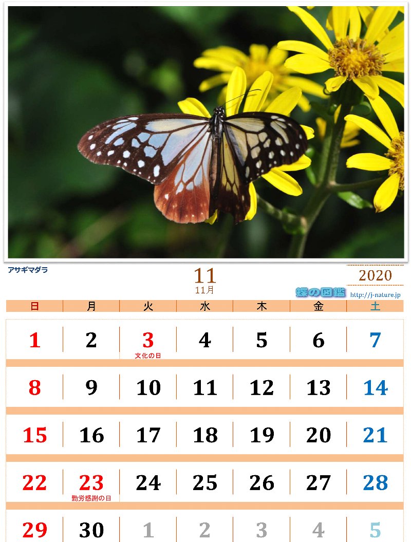 蝶の図鑑 オリジナルカレンダー 年11月