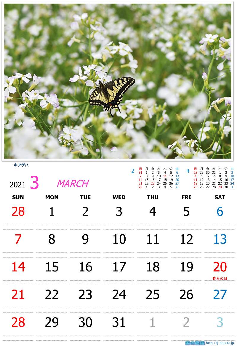 蝶の図鑑オリジナルカレンダー２０２１年３月分