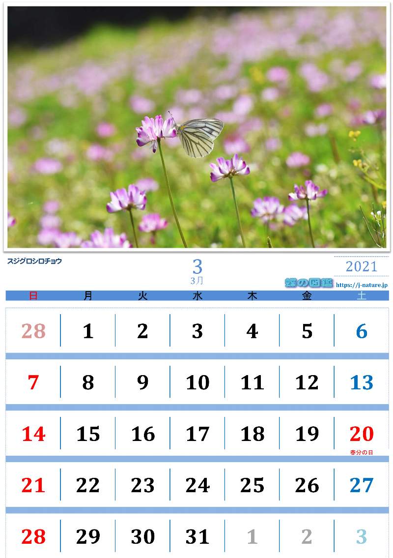 蝶の図鑑オリジナルカレンダー２０２１年３月分