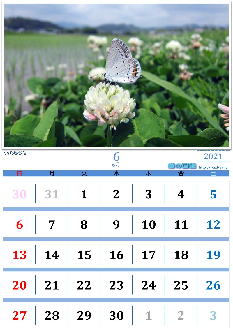 蝶の図鑑　オリジナルカレンダー6月