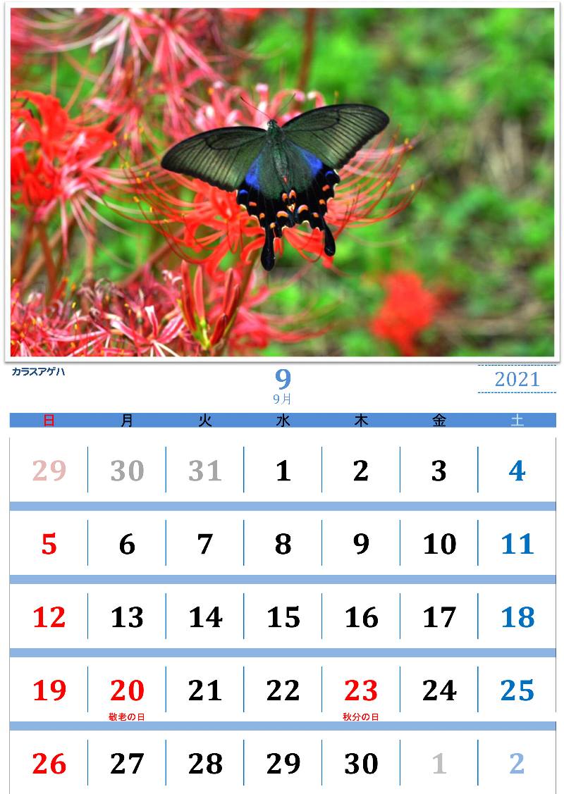 蝶の図鑑　オリジナルカレンダー6月