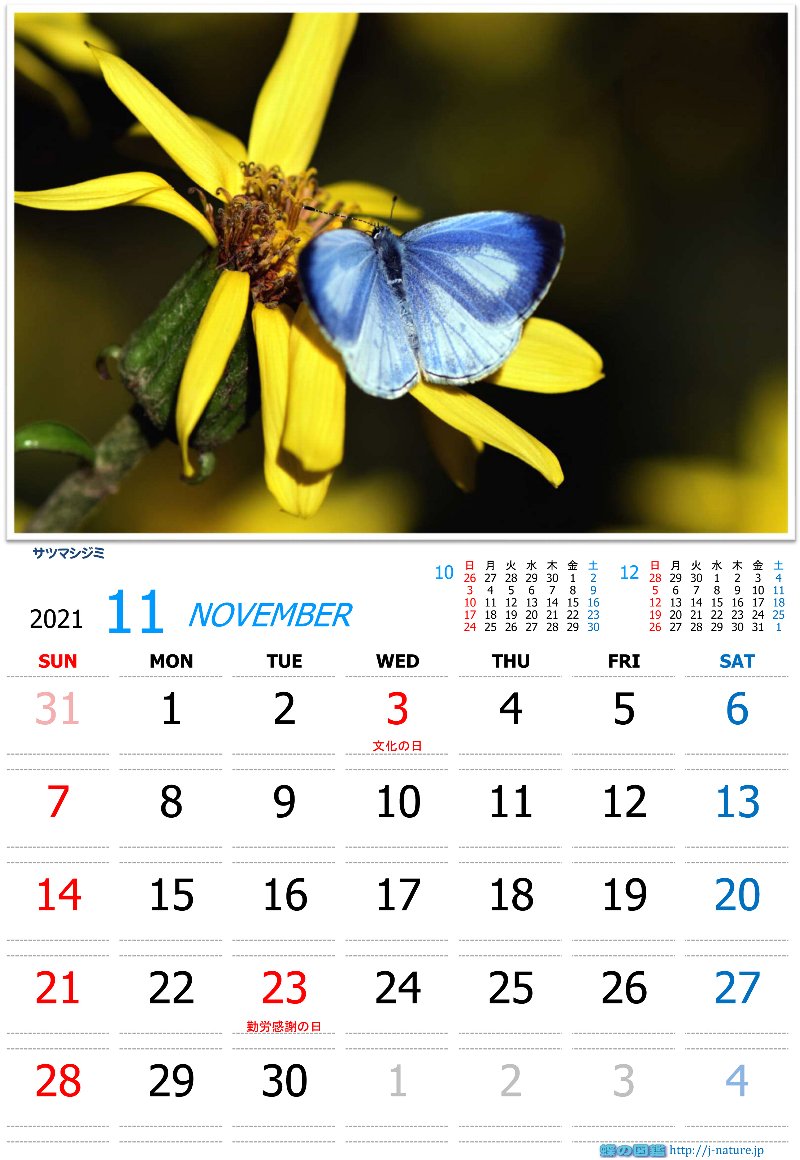 蝶の図鑑　オリジナルカレンダー11月