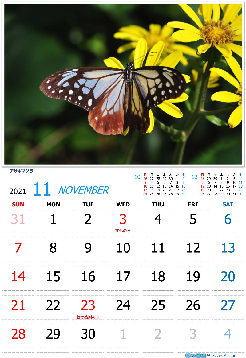 蝶の図鑑　オリジナルカレンダー11月