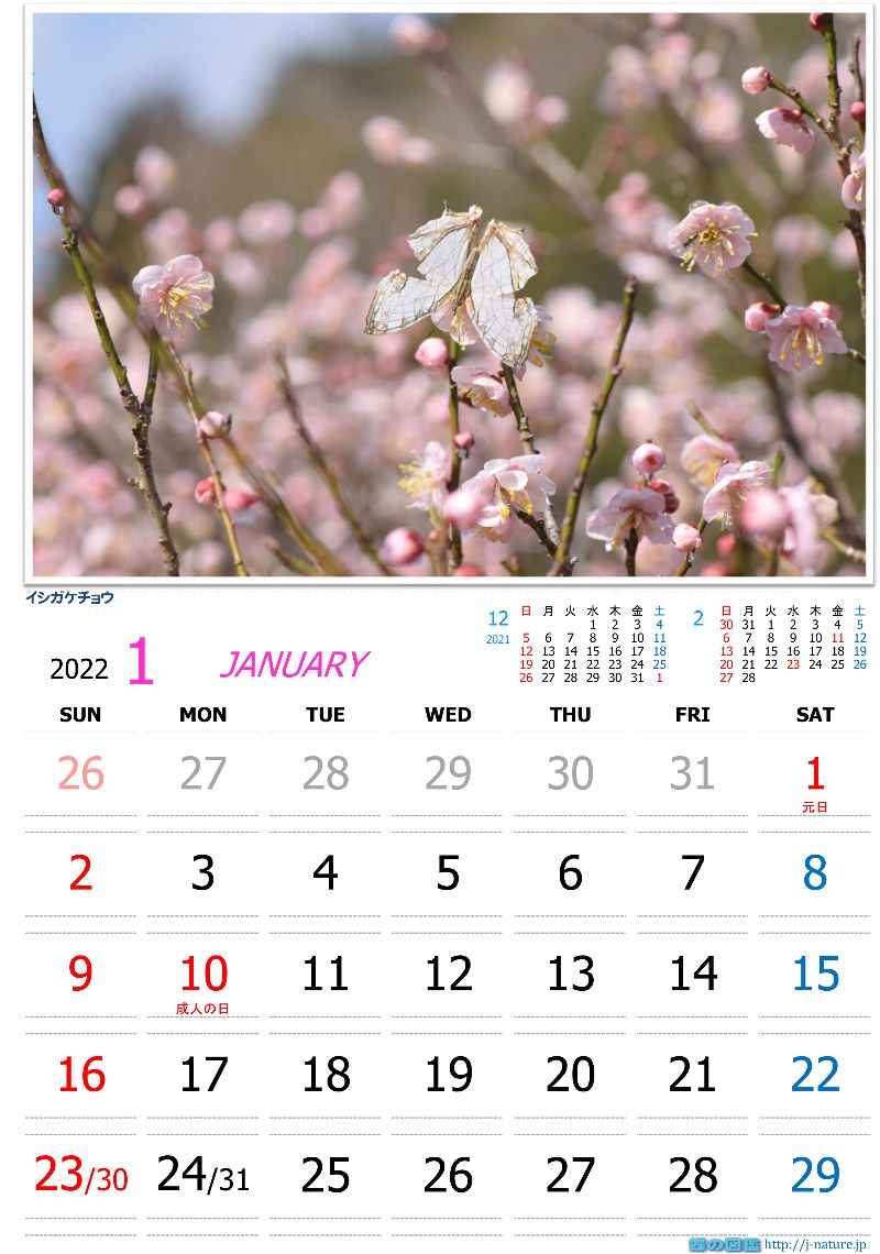 蝶の図鑑　オリジナルカレンダー1月