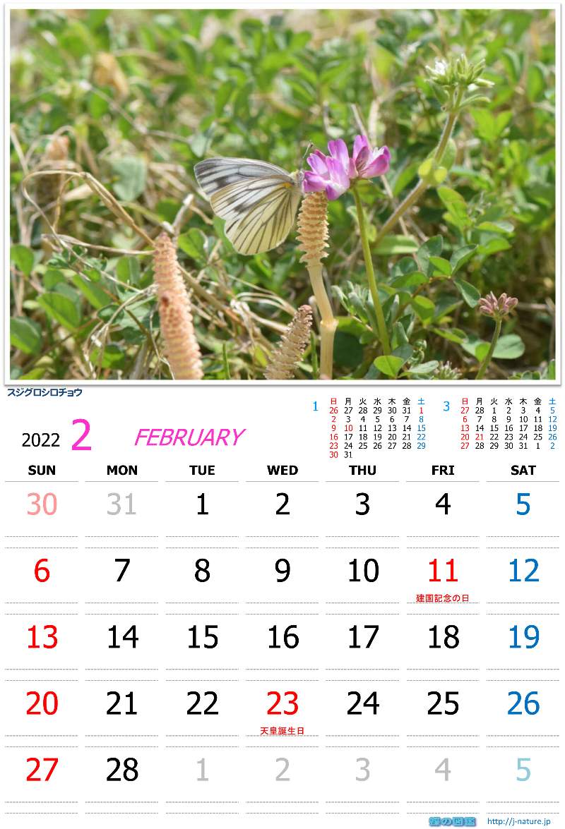 蝶の図鑑　オリジナルカレンダー2月