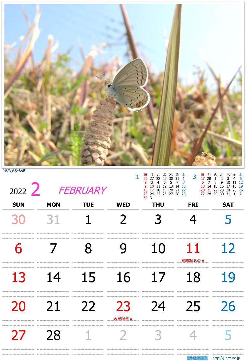 蝶の図鑑　オリジナルカレンダー2月