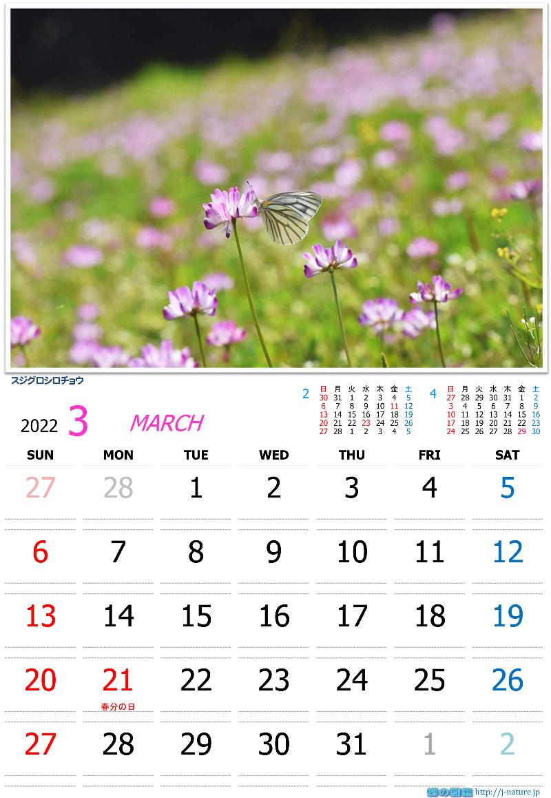 蝶の図鑑　オリジナルカレンダー3月