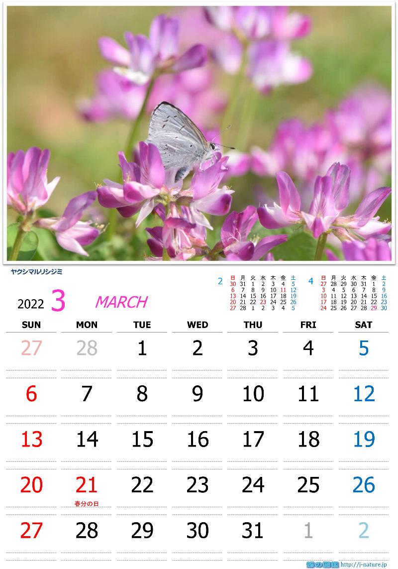 蝶の図鑑　オリジナルカレンダー3月