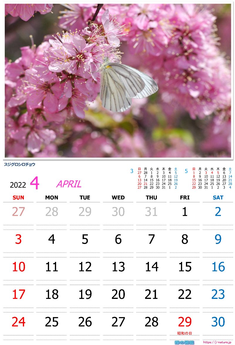 蝶の図鑑　オリジナルカレンダー4月