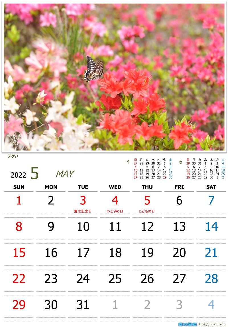 蝶の図鑑　オリジナルカレンダー4月