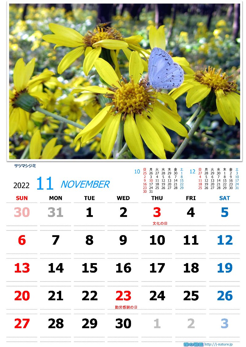 蝶の図鑑　オリジナルカレンダー9月