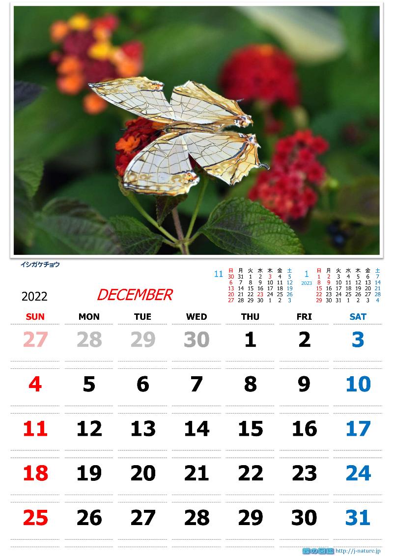 蝶の図鑑　オリジナルカレンダー9月