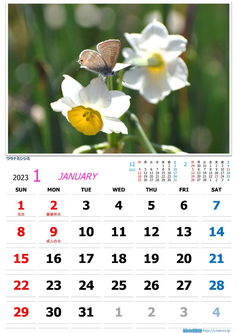 蝶の図鑑　オリジナルカレンダー2023年1月