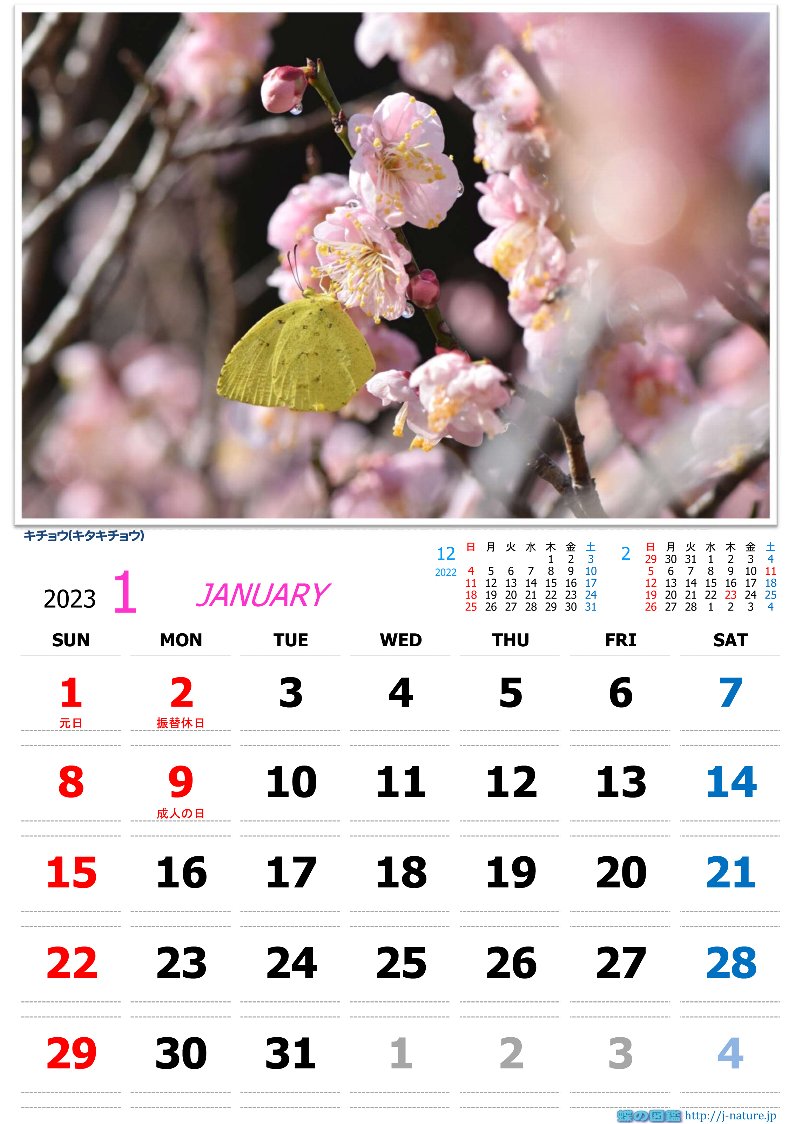 蝶の図鑑　オリジナルカレンダー2023年1月